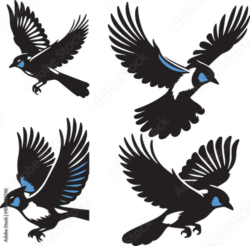 Blue Jay flying poses  black and White 
