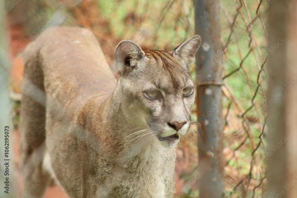 Naklejka premium onças no parque zoobotânico em parauapebas, pará 