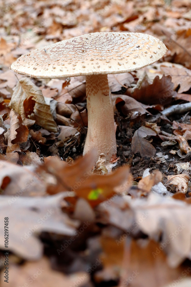 Ein Perlpilz im Laubwald Niederösterreichs Ein Perlpilz im Laubwald Niederösterreichs