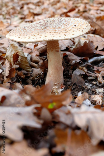 Ein Perlpilz im Laubwald Niederösterreichs