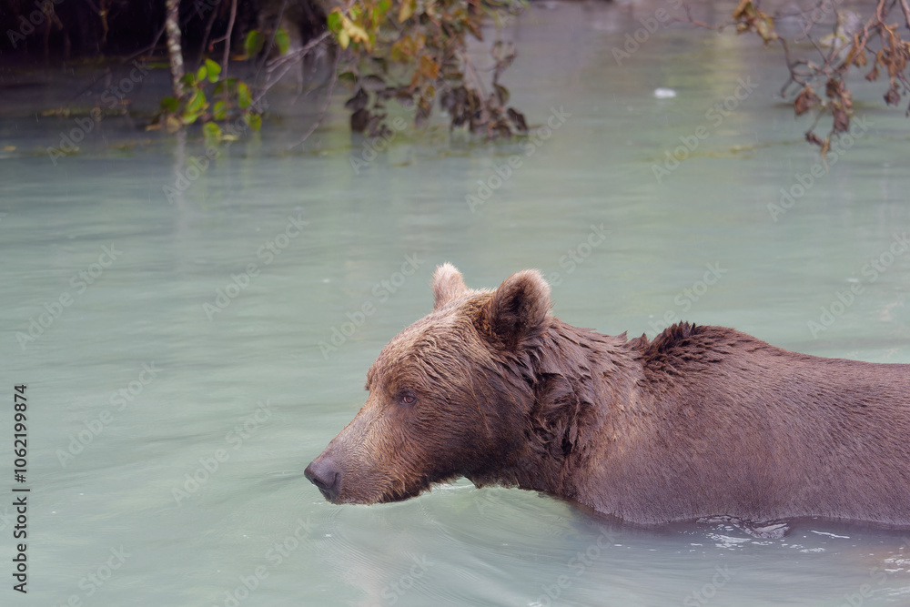 Close-up photo of an Alaskan Brown Bear swimming in Big River Lakes, Alaska, USA Close-up photo of an Alaskan Brown Bear swimming in Big River Lakes, Alaska, USA
