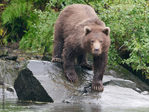 Alaskan Brown Bear standing on the rock by the shore in Big River Lakes, Alaska, USA