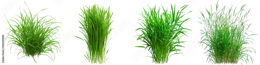 Set of green grass, with lush blades and natural textures, isolated on transparent background. Set of green grass, with lush blades and natural textures, isolated on transparent background.