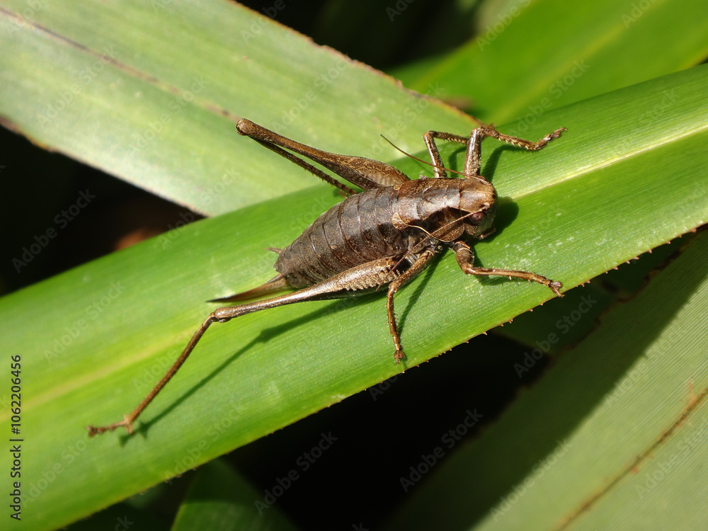 The dark bush-cricket (Pholidoptera griseoaptera), female resting on African lily leaves The dark bush-cricket (Pholidoptera griseoaptera), female resting on African lily leaves