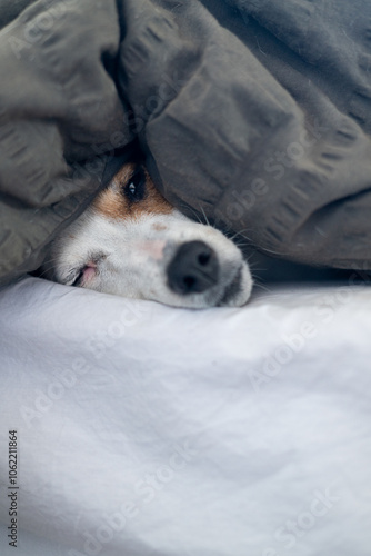 tired dog seen resting on bed