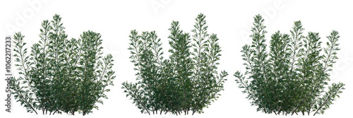 Obraz na płótnie Artemisia abrotanum bush shrub isolated png on a transparent background perfectl