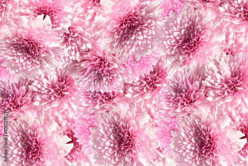 Background from a lot of pink dahlia flowers.