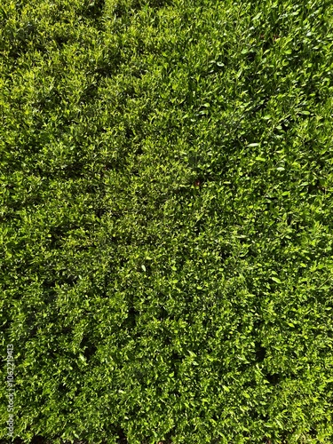 Green wall vertical