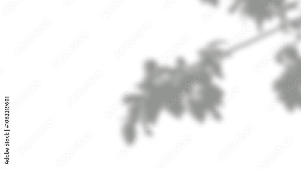 Abstract silhouette tree branchs on transparent in the evening sunlight background, beautiful natural sun rays leaves shade waving in morning wind, blur bokeh plant shadow light sunset spring nature Abstract silhouette tree branchs on transparent in the evening sunlight background, beautiful natural sun rays leaves shade waving in morning wind, blur bokeh plant shadow light sunset spring nature