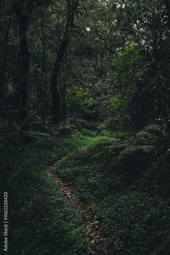 Obraz premium Wanderweg Madeira Urwald