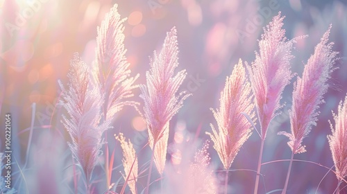 Soft plant background with light pastel pampas grass outdoors