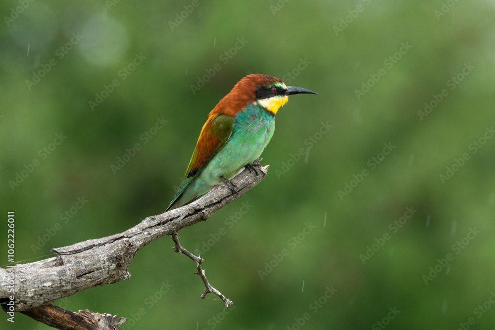 Fototapeta premium Guêpier d'Europe,.Merops apiaster, European Bee eater