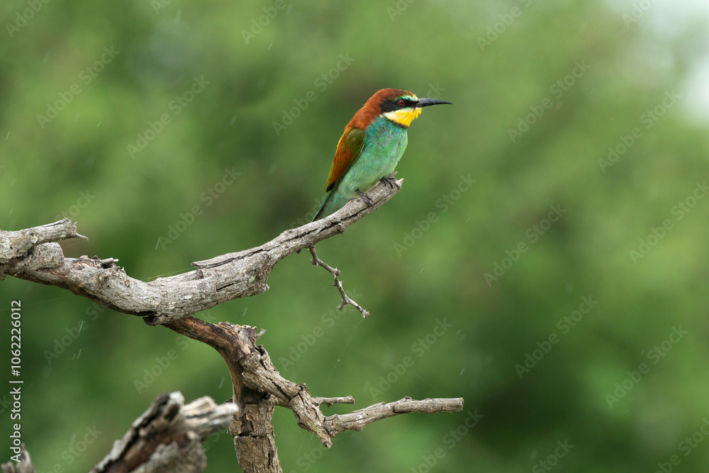 Obraz premium Guêpier d'Europe,.Merops apiaster, European Bee eater