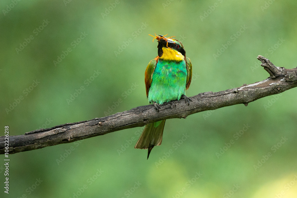 Guêpier d'Europe, .Merops apiaster, European Bee eater Guêpier d'Europe, .Merops apiaster, European Bee eater