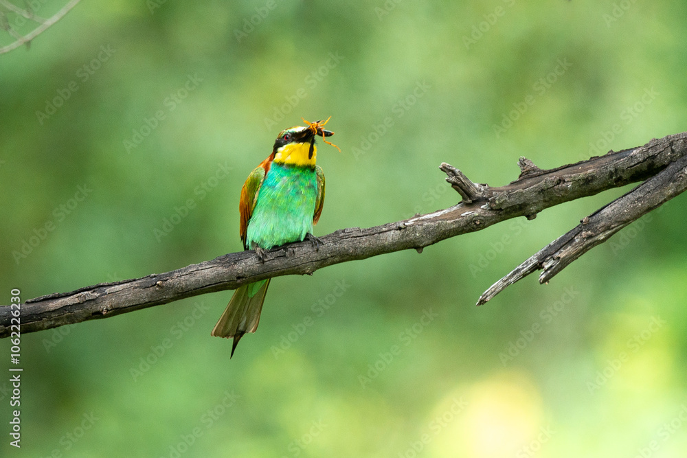 Obraz premium Guêpier d'Europe, .Merops apiaster, European Bee eater