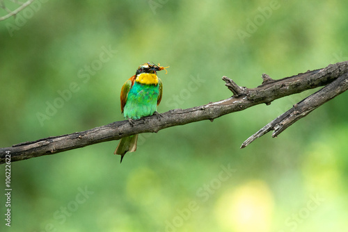 Guêpier d'Europe, .Merops apiaster, European Bee eater photo