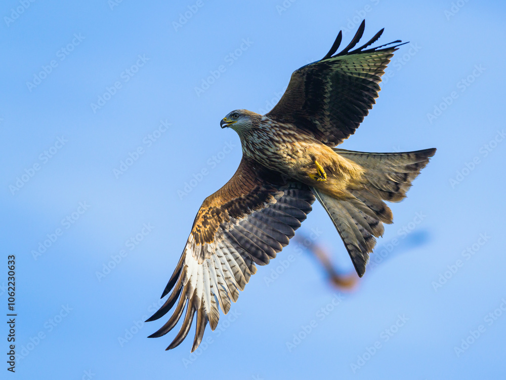 Fototapeta premium Red Kite, Milvus milvus, bird in flight