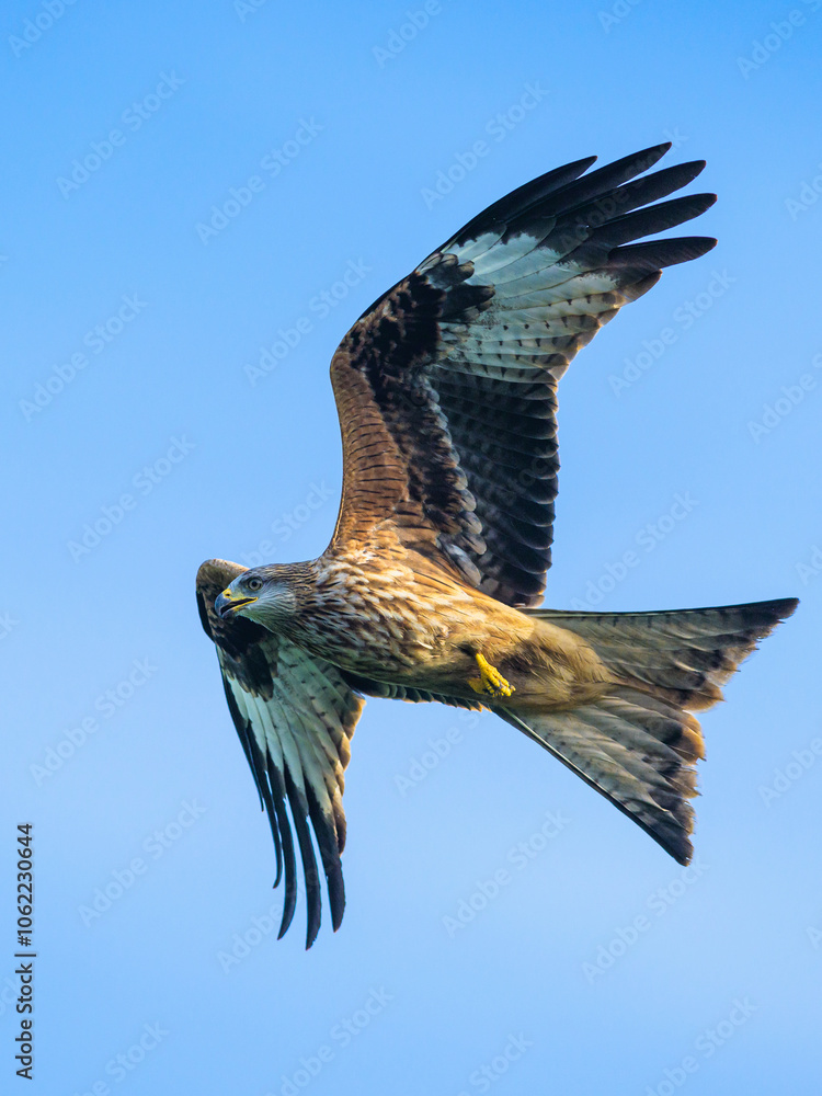 Fototapeta premium Red Kite, Milvus milvus, bird in flight