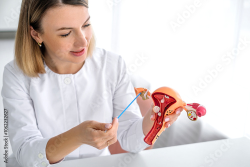 The gynecologist shows the structure and principle of operation of the ovaries on the anatomical model of the uterus