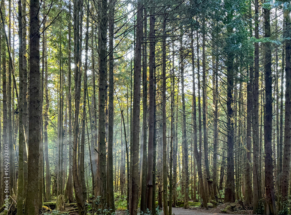 Sun Streaming Through Campfire Smoke in a forest, British Columbia, Canada Sun Streaming Through Campfire Smoke in a forest, British Columbia, Canada