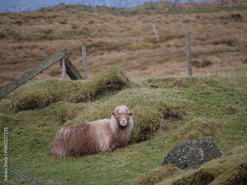 Faroe Islands - Sheep photo