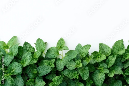 Fresh Mint Leaves on White Background