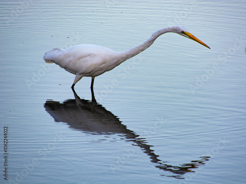 Great Egret