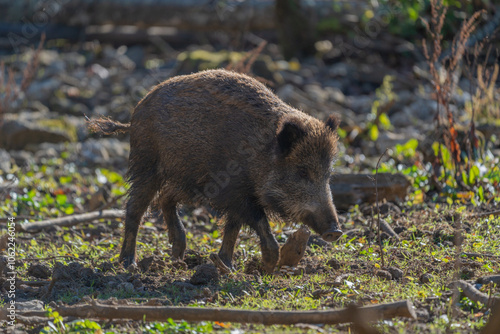 Pig running in the woods