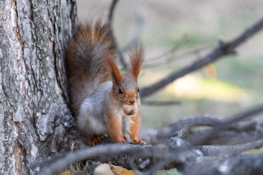 Fototapeta premium Red eurasian squirrel in autumn park 