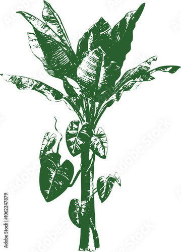 Trees and plants vectors are isolated on a white transparent background. Tropical trees vector images. Jungle-tropical-forest-trees-design-vector-png-stock-photo.