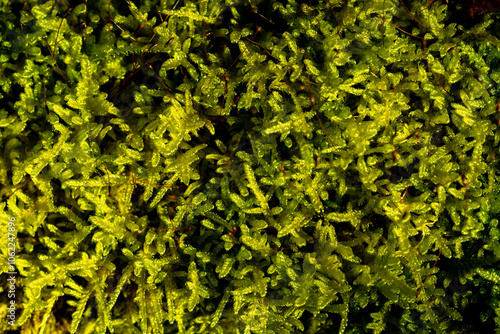 Green Moss in autumn sun