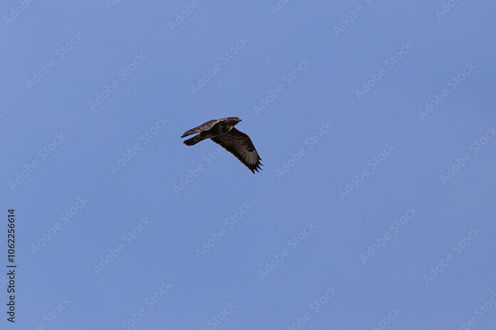 Majestic common buzzard soaring against a clear blue sky, wings spread wide in a powerful display of freedom and grace. A captivating shot of this impressive raptor in flight. Majestic common buzzard soaring against a clear blue sky, wings spread wide in a powerful display of freedom and grace. A captivating shot of this impressive raptor in flight.