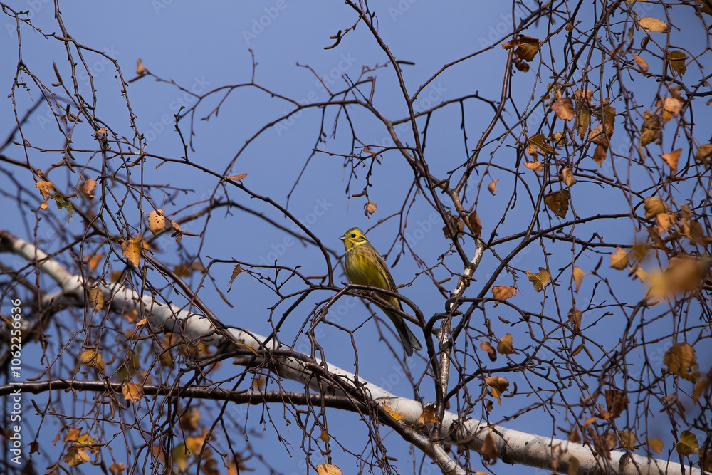 Elegant yellowhammer nestled among branches, highlighting its vivid yellow and brown plumage. A captivating snapshot of this charming songbird in its natural woodland habitat. Elegant yellowhammer nestled among branches, highlighting its vivid yellow and brown plumage. A captivating snapshot of this charming songbird in its natural woodland habitat.