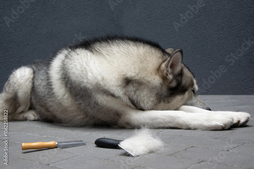 Εκτύπωση καμβά The Alaskan Malamute lies down with its head resting on its paws, surrounded by