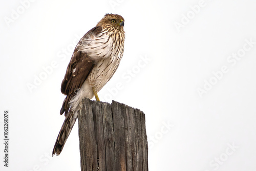 Cooper's hawk, Astur cooperii, sitting atop a pole looking for food in Central Texas. photo