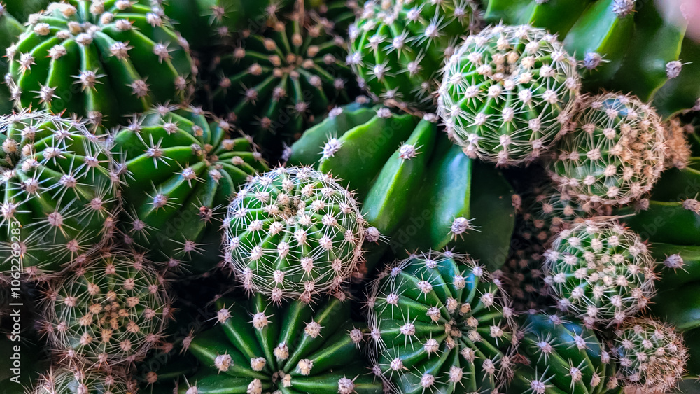 Fototapeta premium Top view of some cacti Echinopsis of different sizes, horizontal format. Prickly beauty.