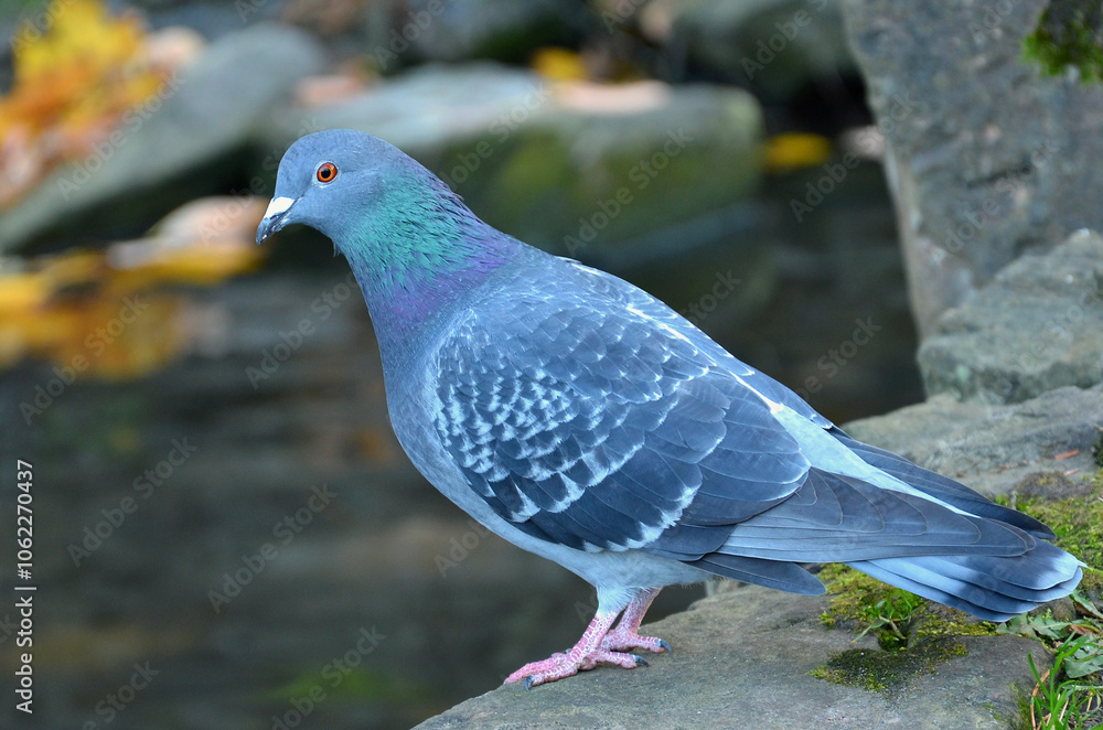 Obraz premium Wild feral pigeon (rock pigeon) sitting on the rock near the autumn pond. Closeup photo outdoors .City birds wildlife concept. Free copy space.
