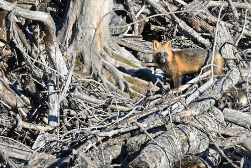 A vixen Red Fox (Vulpes vulpes) makes her way through a deadfall in search of food. photo