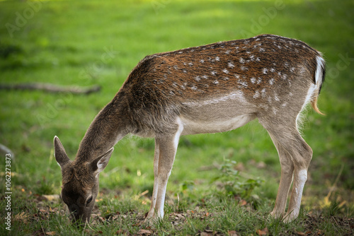 white deer