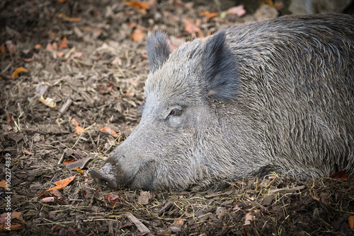 wild boar in forest photo