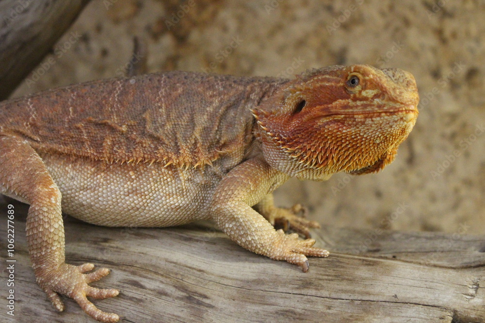 Obraz premium bearded dragon lizard