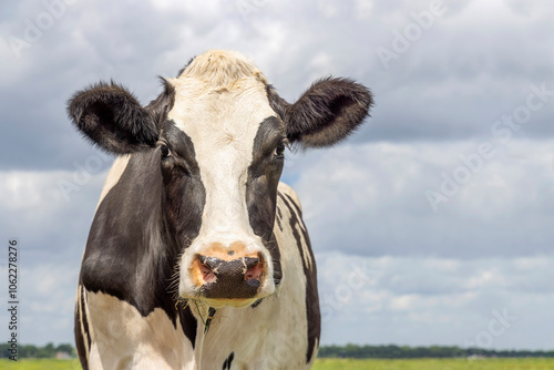 Obraz na płótnie Close cow, black and white friendly approaching looking, pink nose, in front of a country landscape and a blue sky w salonie