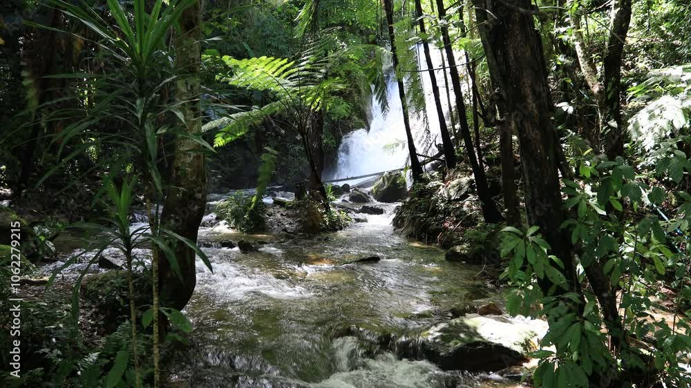 Natural video background of water from a high waterfall on a big mountain, amidst big trees in a tropical forest, with ferns, moss, flowers, cool and windy atmosphere during a nature trip. Natural video background of water from a high waterfall on a big mountain, amidst big trees in a tropical forest, with ferns, moss, flowers, cool and windy atmosphere during a nature trip.