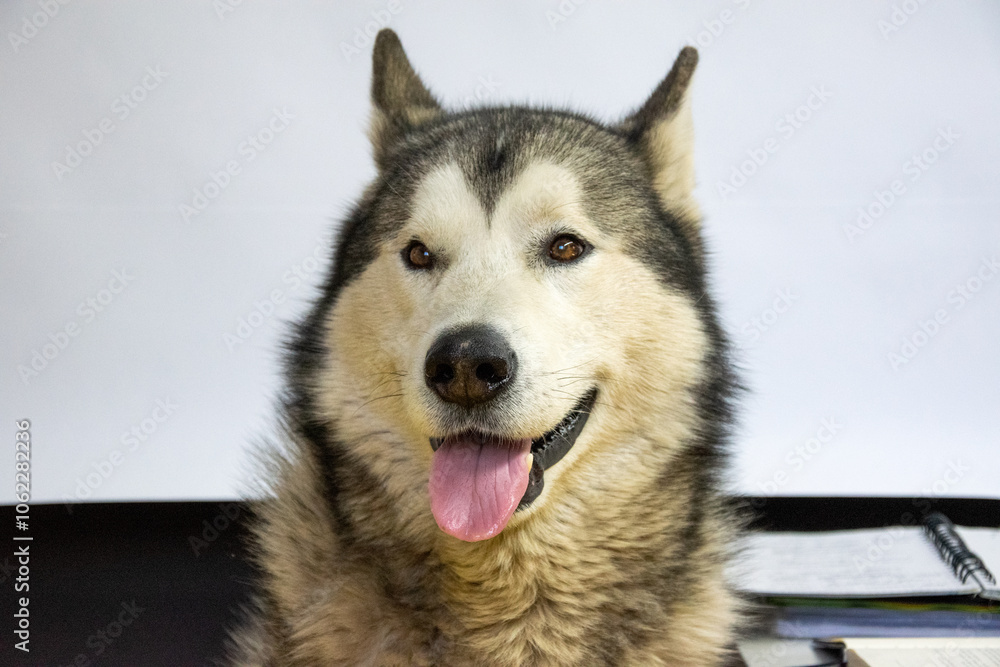 Fototapeta premium A friendly husky dog sits upright, displaying a joyful demeanor with its tongue out. The background is plain, drawing attention to its fluffy fur and bright eyes
