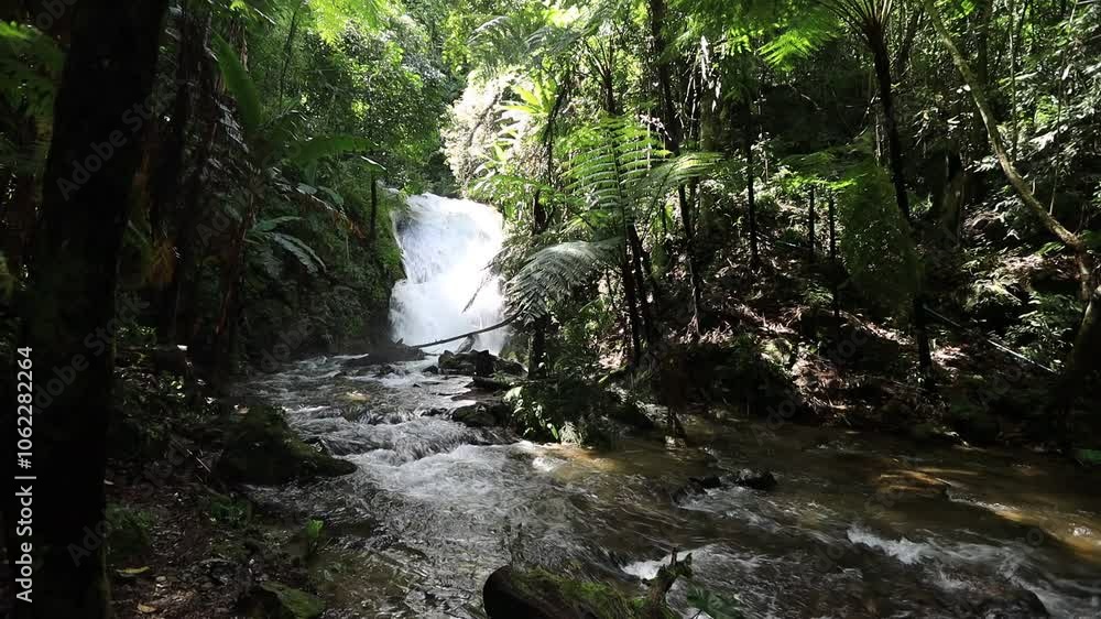 Natural video background of water from a high waterfall on a big mountain, amidst big trees in a tropical forest, with ferns, moss, flowers, cool and windy atmosphere during a nature trip. Natural video background of water from a high waterfall on a big mountain, amidst big trees in a tropical forest, with ferns, moss, flowers, cool and windy atmosphere during a nature trip.