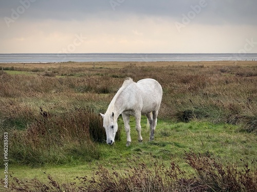 horse in the field