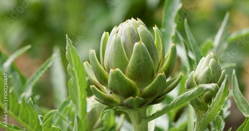 Artichoke plants flourishing in a lush garden setting