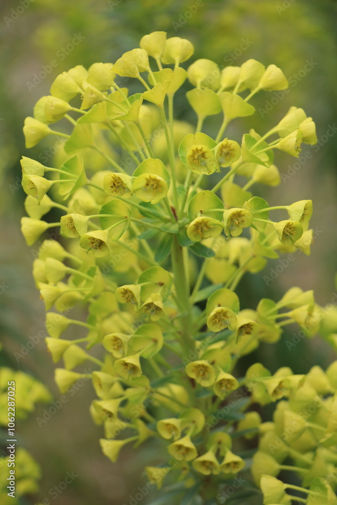 A close-up of a vibrant yellow flower, highlighting its delicate petals and bright, cheerful color. The image captures the beauty and detail of nature, ideal for floral, nature, or decorative designs. A close-up of a vibrant yellow flower, highlighting its delicate petals and bright, cheerful color. The image captures the beauty and detail of nature, ideal for floral, nature, or decorative designs.