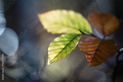 Nahaufnahme von grünen und braunen Blättern im Herbstlicht mit unscharfem Hintergrund photo