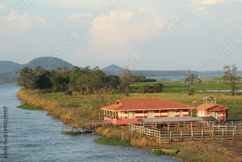 criação de gado nas margens do rio amazonas, pará  photo